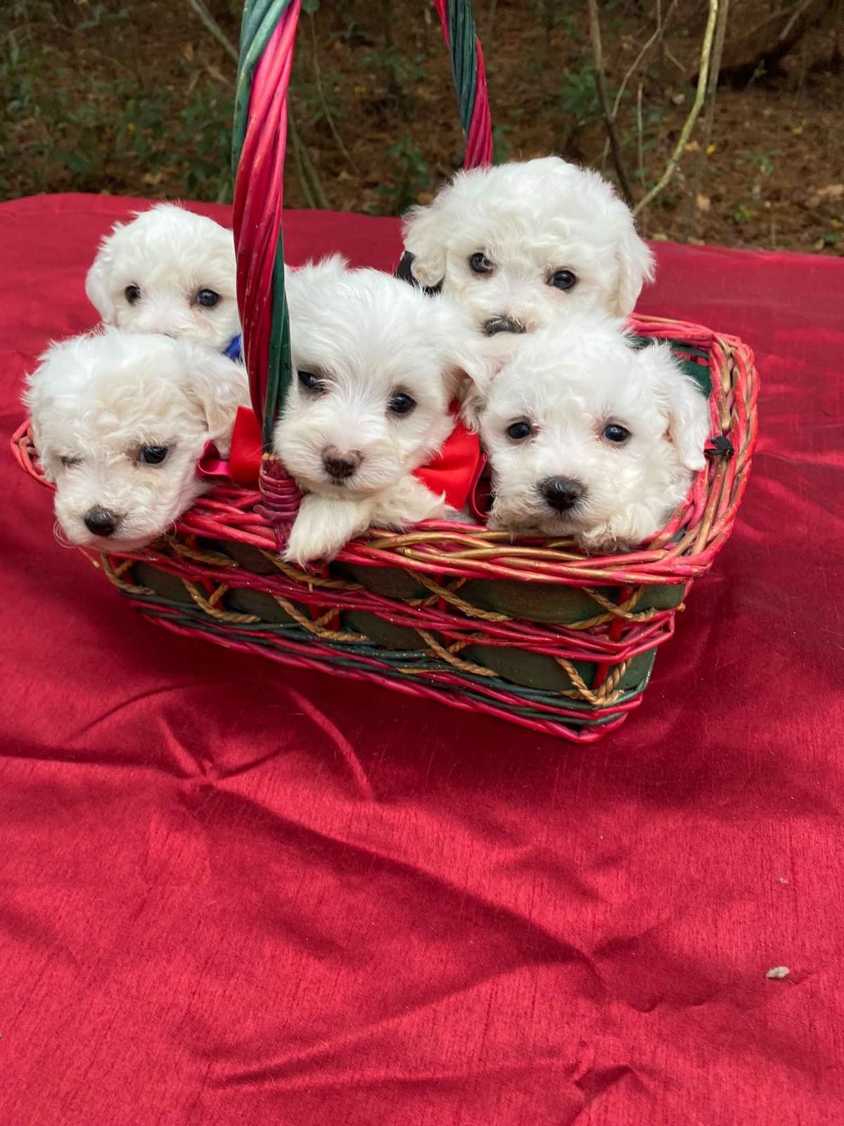 Bichon Frise Puppies breeder image 1