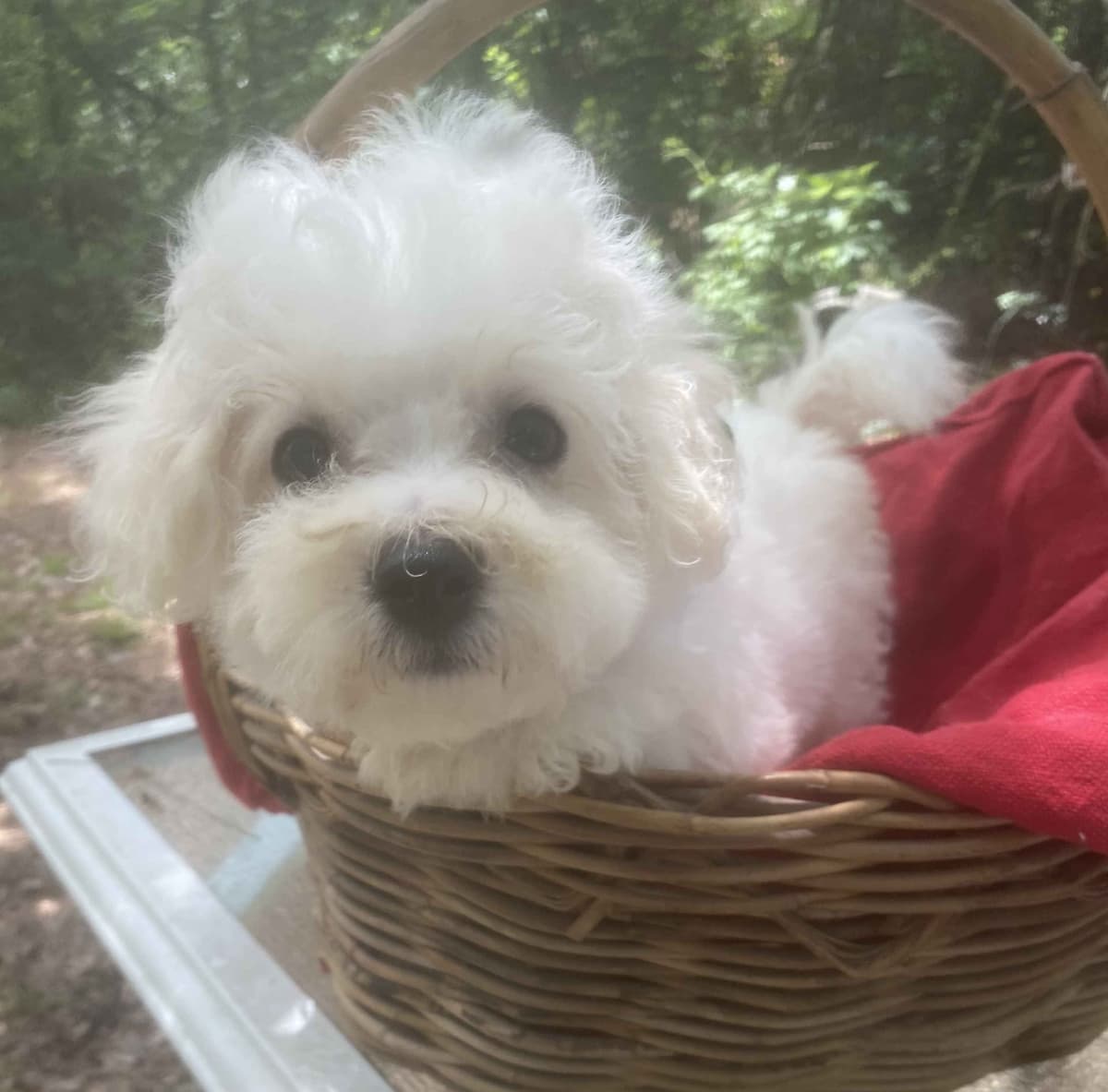 Bichon Frise Puppies breeder image 3