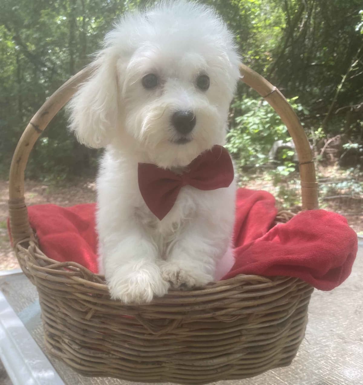 Bichon Frise Puppies breeder image 4