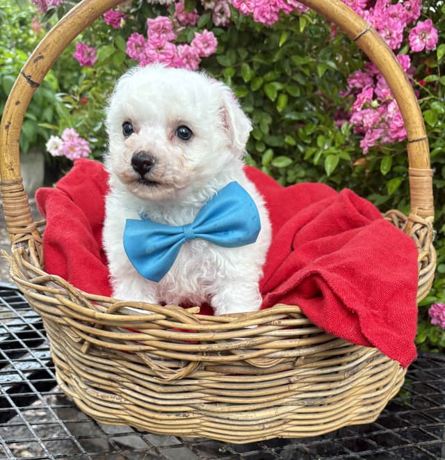 Bichon Frise Puppies media 2