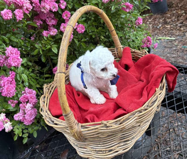 Bichon Frise Puppies media 3