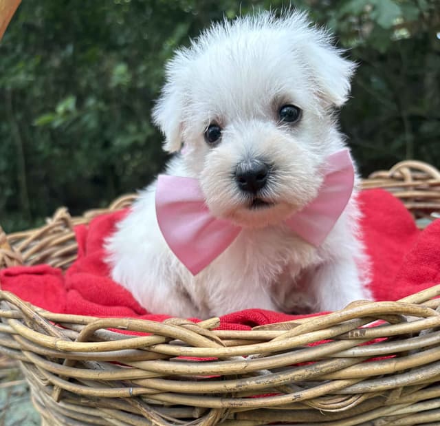 Miniature Schnauzer Puppies media 3