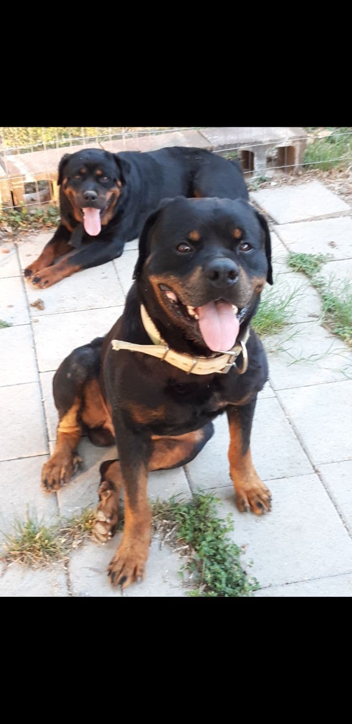 AKC Rottweiler Puppies breeder image 5