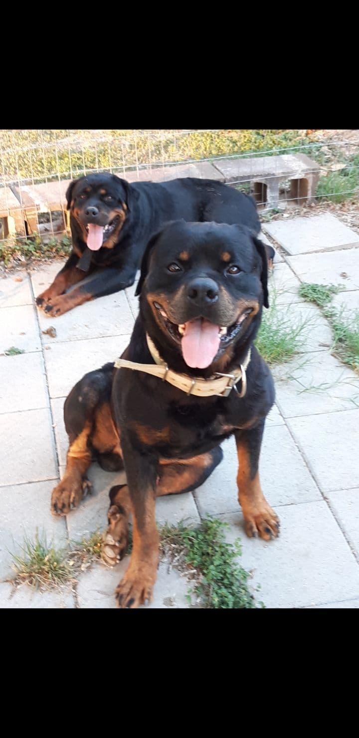 AKC Rottweiler Puppies breeder image 4