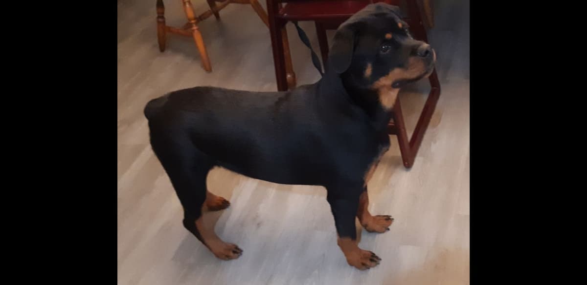 AKC Rottweiler Puppies breeder image 6