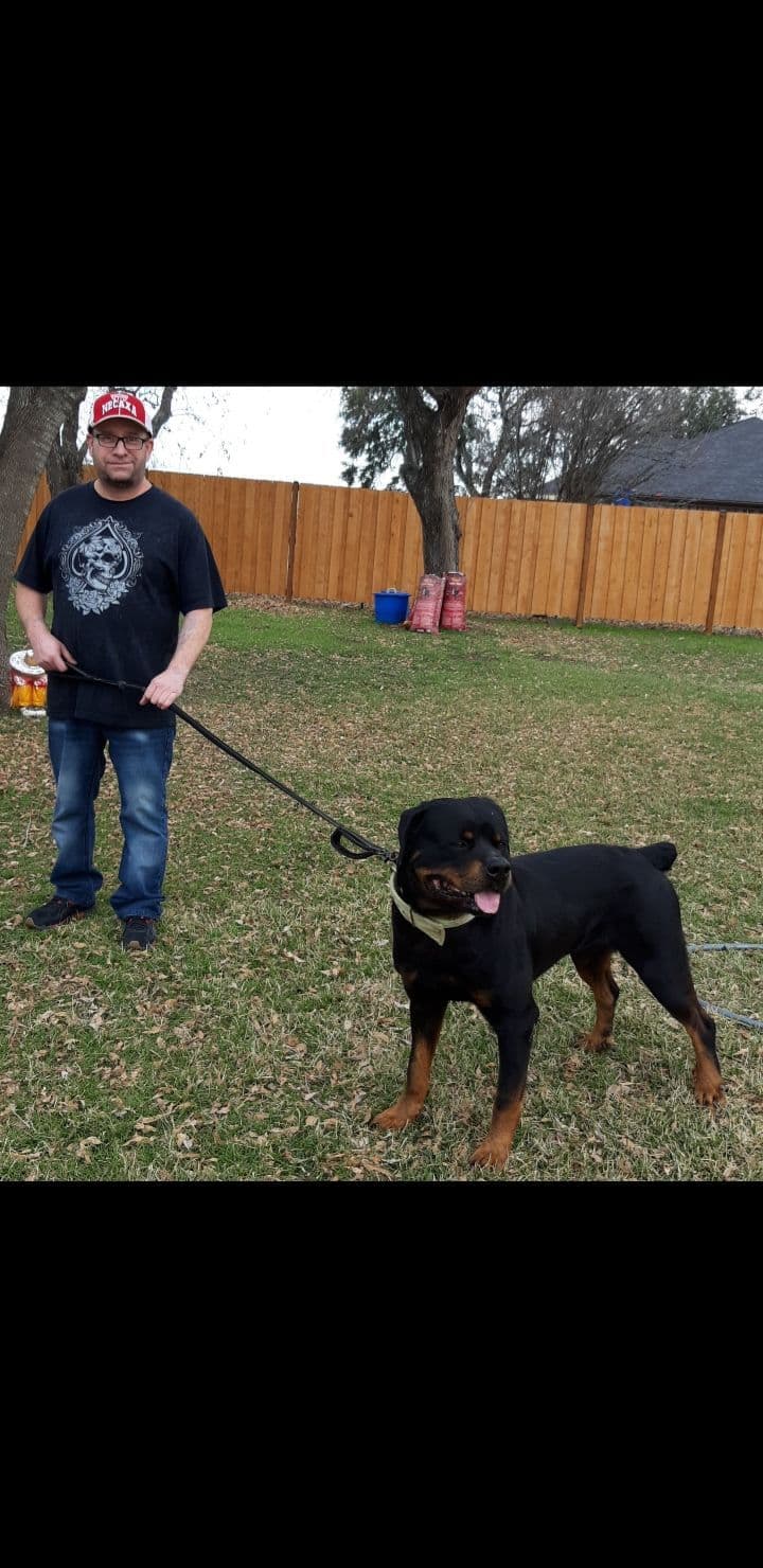 AKC Rottweiler Puppies breeder image 8