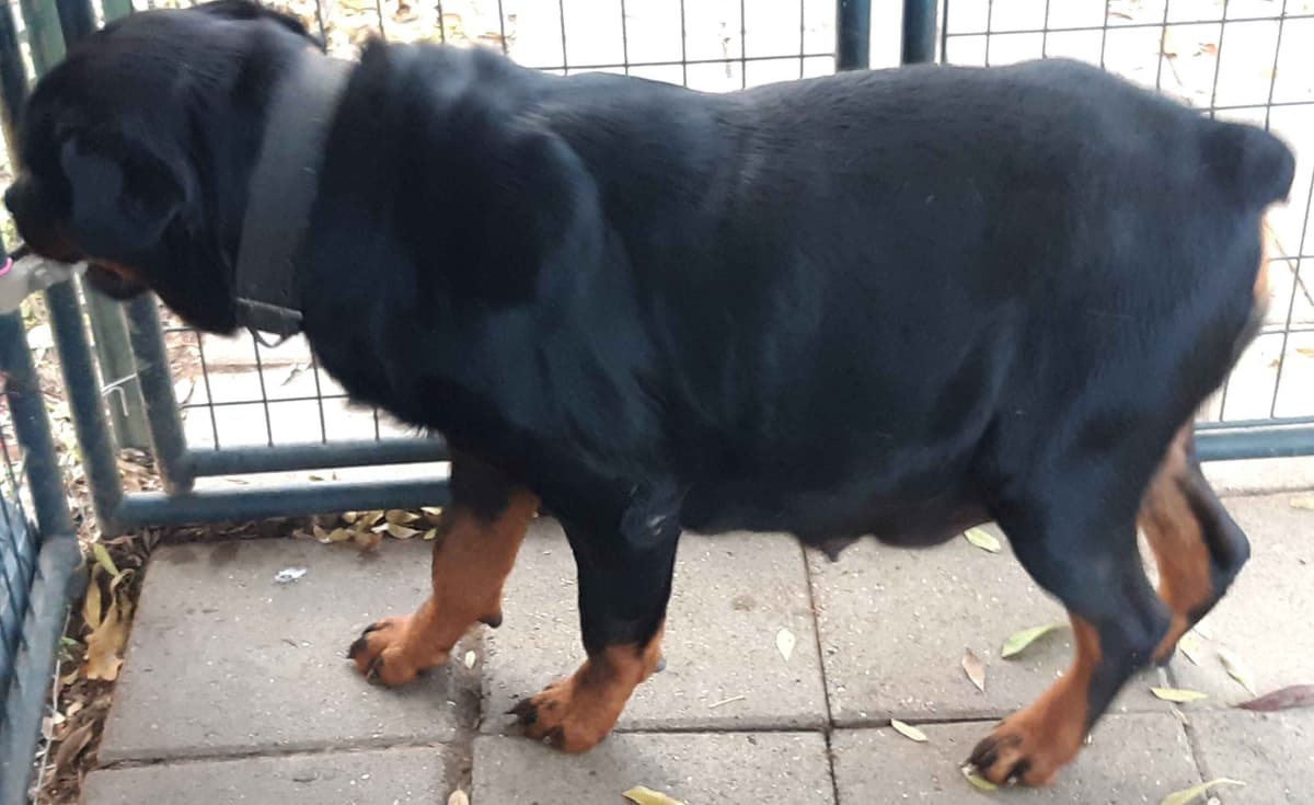 AKC Rottweiler Puppies breeder image 9