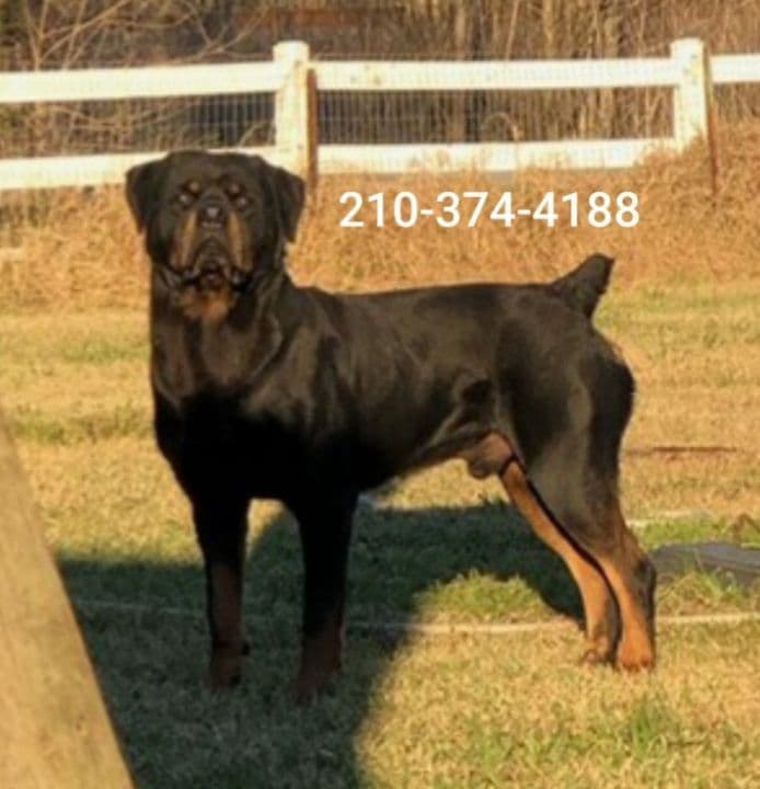 AKC Rottweiler Puppies breeder image 3
