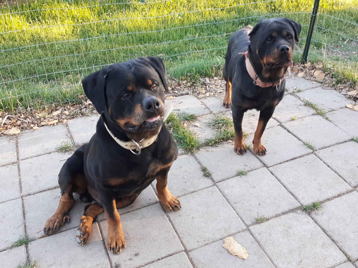 AKC Rottweiler Puppies breeder image 10