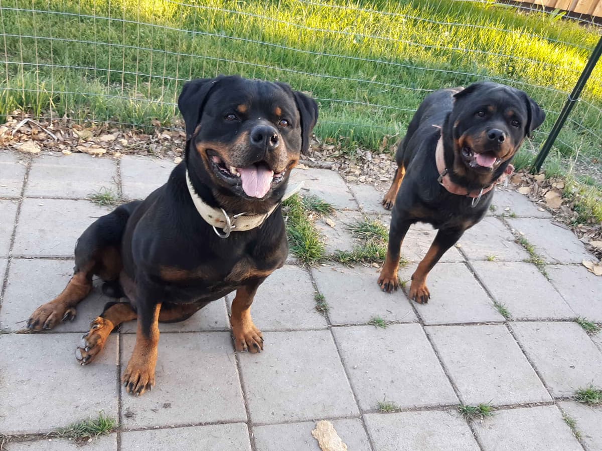 AKC Rottweiler Puppies breeder image 11
