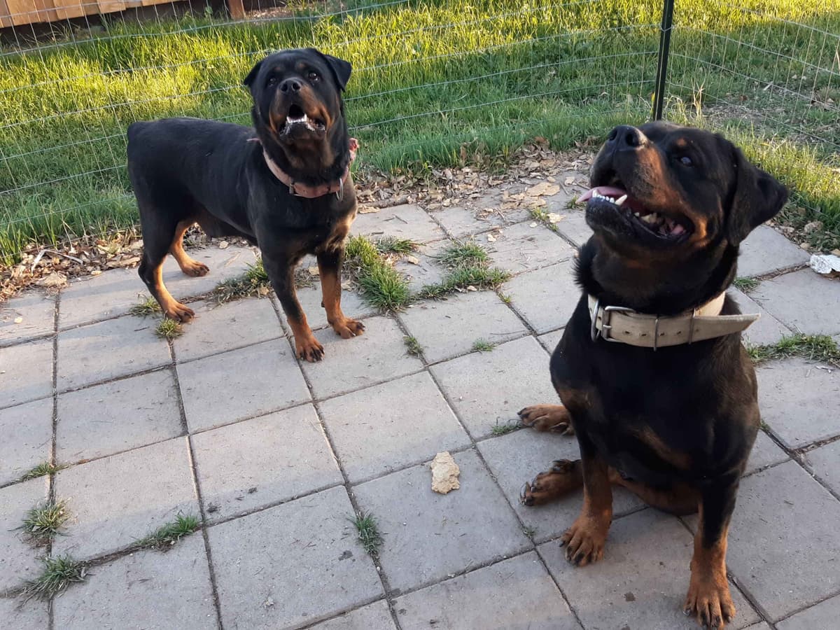 AKC Rottweiler Puppies breeder image 12