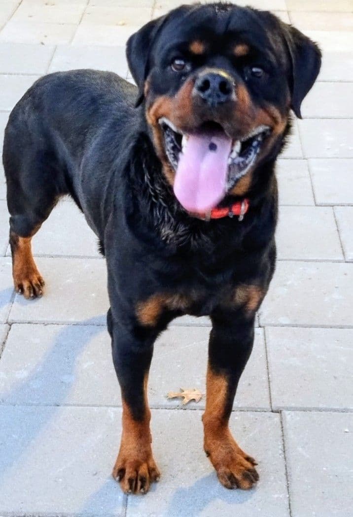 AKC Rottweiler Puppies breeder image 1