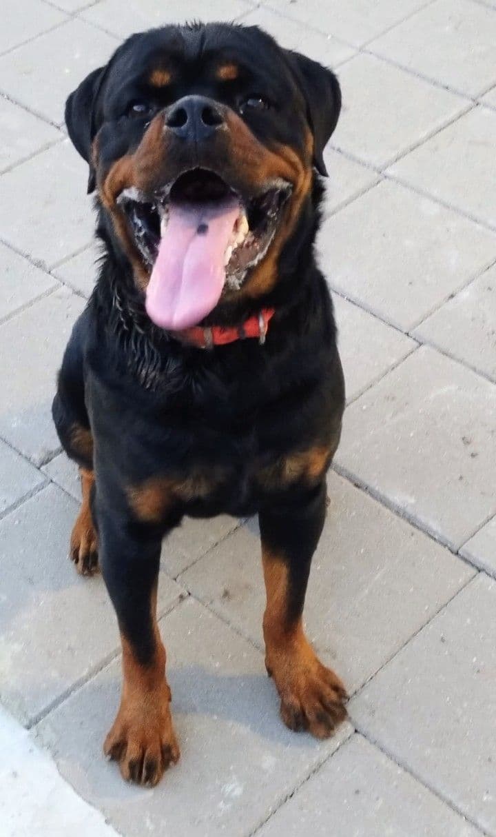AKC Rottweiler Puppies breeder image 2