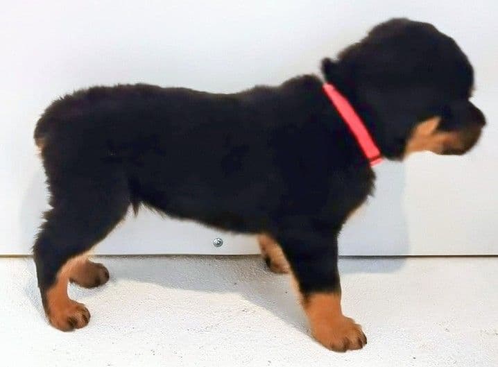 AKC Rottweiler Puppies breeder image 30