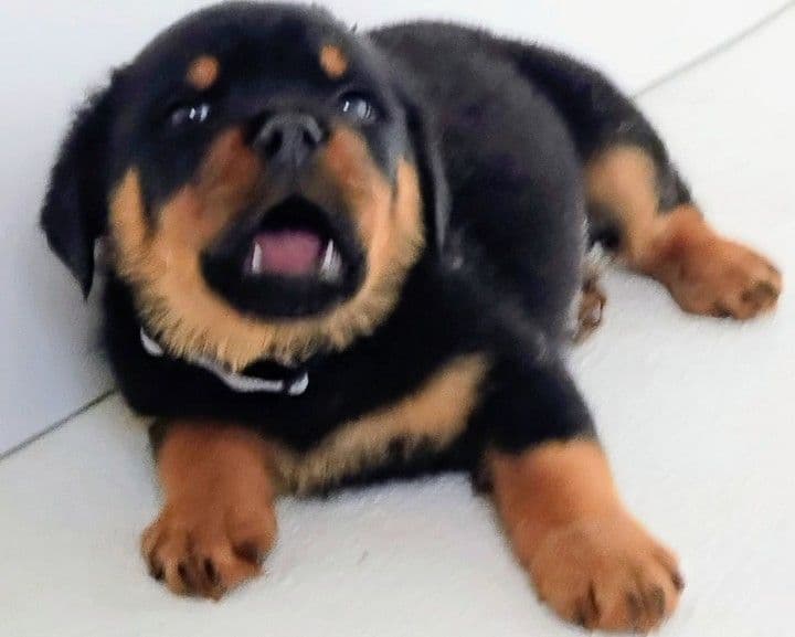 AKC Rottweiler Puppies breeder image 14