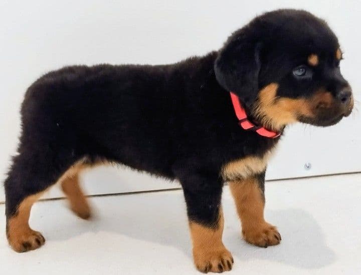 AKC Rottweiler Puppies breeder image 15