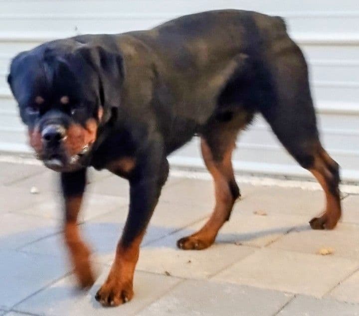 AKC Rottweiler Puppies breeder image 17