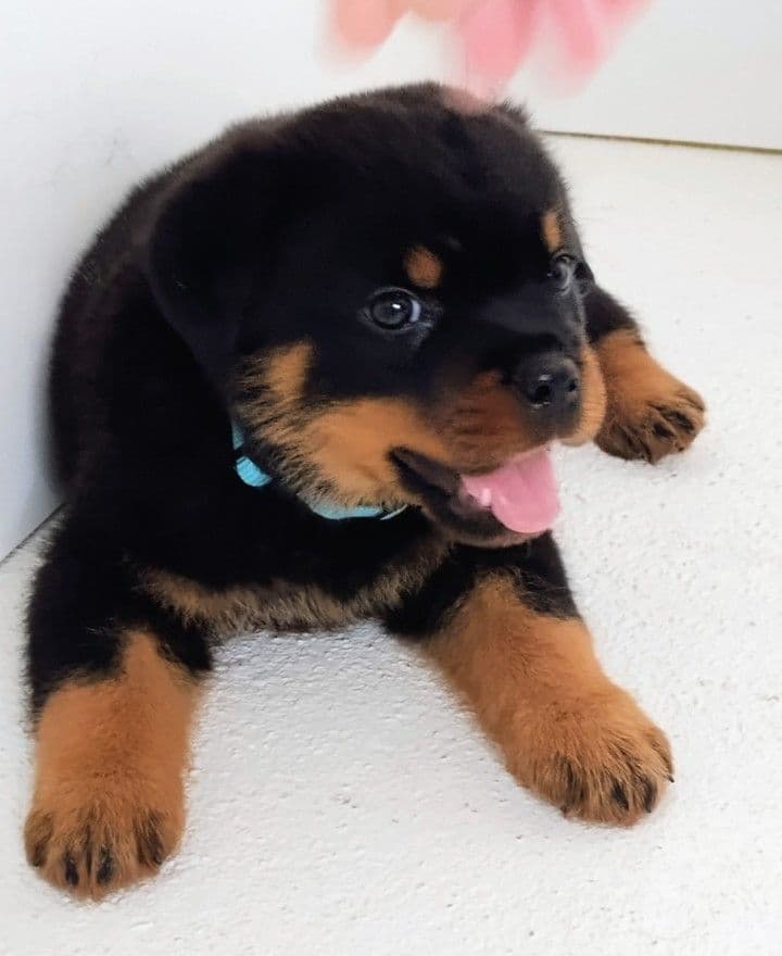 AKC Rottweiler Puppies breeder image 18