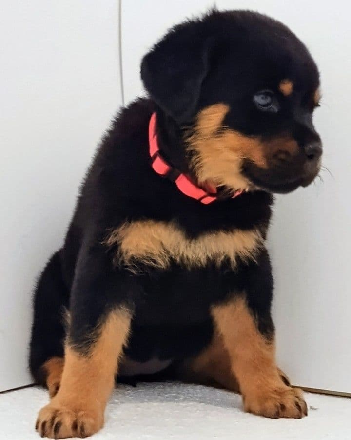 AKC Rottweiler Puppies breeder image 20
