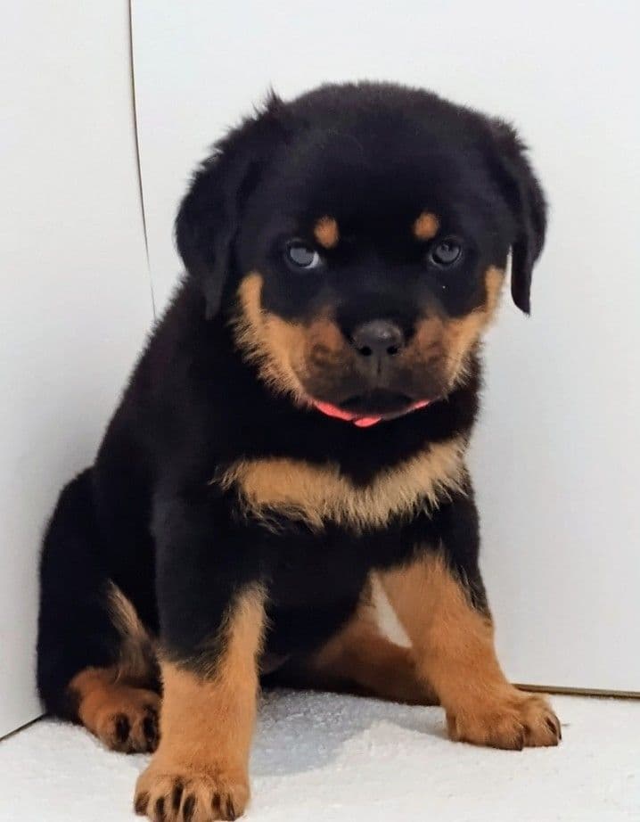 AKC Rottweiler Puppies breeder image 19