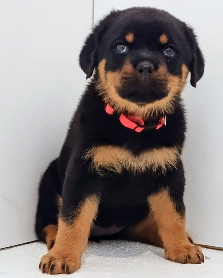 AKC Rottweiler Puppies breeder image 25