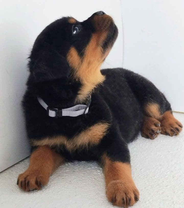 AKC Rottweiler Puppies breeder image 21