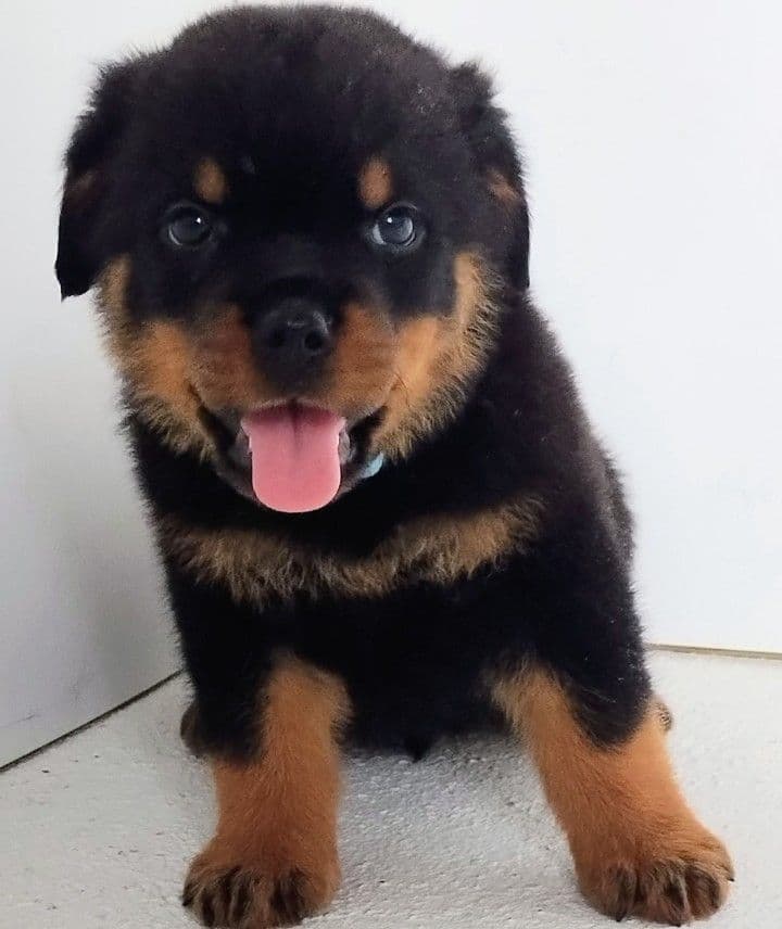AKC Rottweiler Puppies breeder image 24