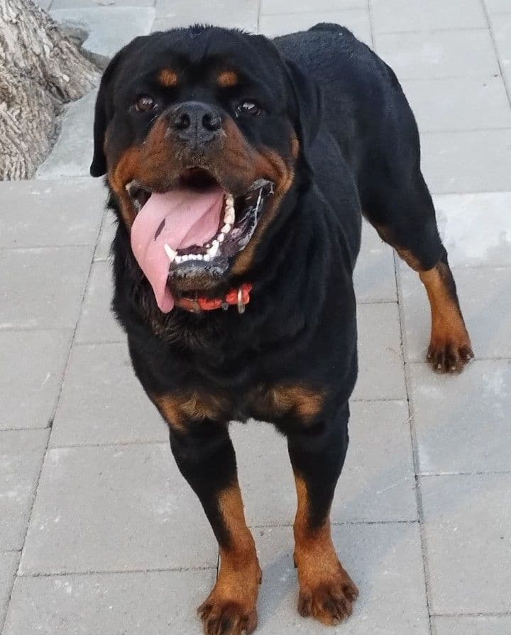AKC Rottweiler Puppies breeder image 13