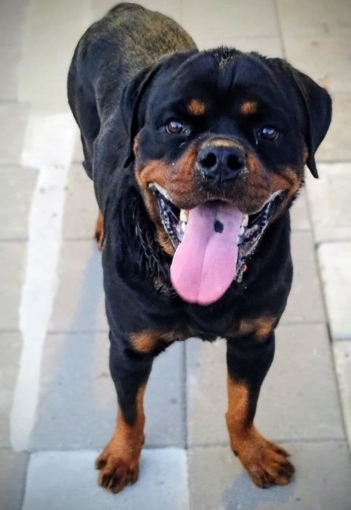 AKC Rottweiler Puppies breeder image 27