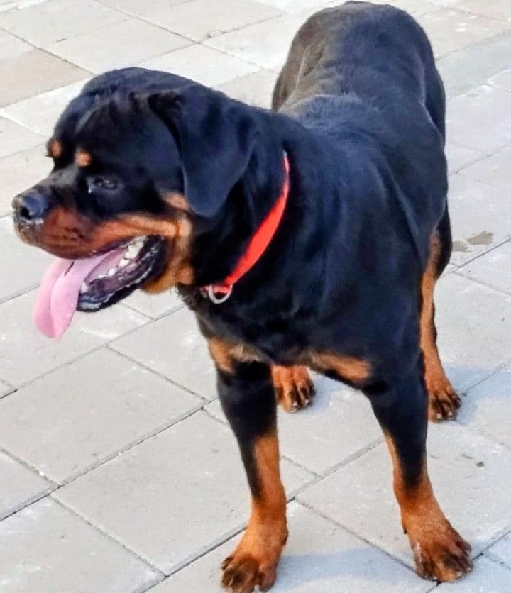 AKC Rottweiler Puppies breeder image 23