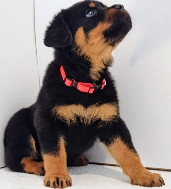 AKC Rottweiler Puppies breeder image 28