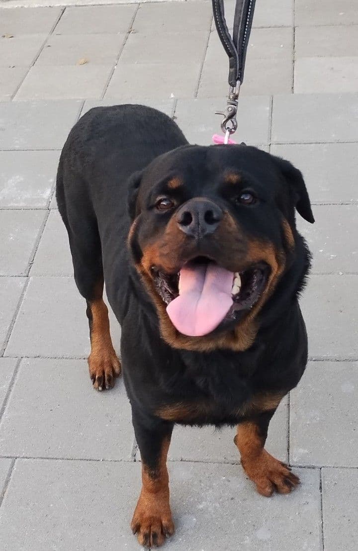 AKC Rottweiler Puppies breeder image 26