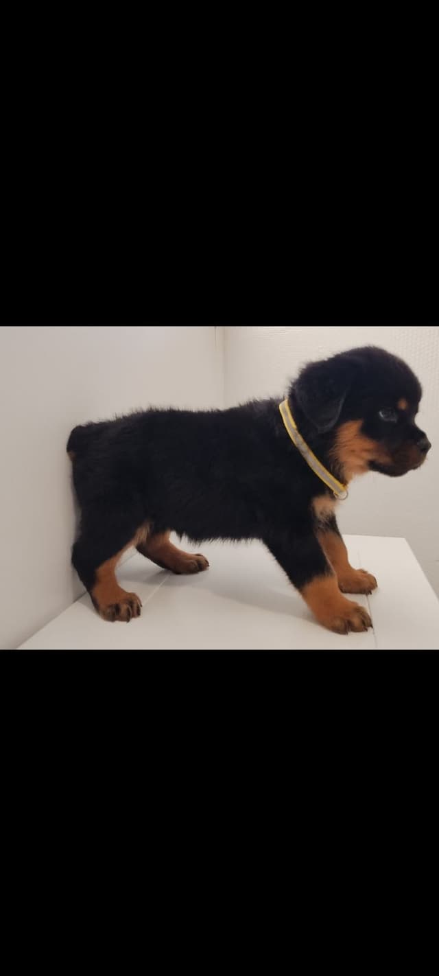 AKC Rottweiler Puppies media 4