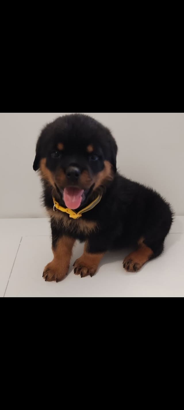 AKC Rottweiler Puppies media 3