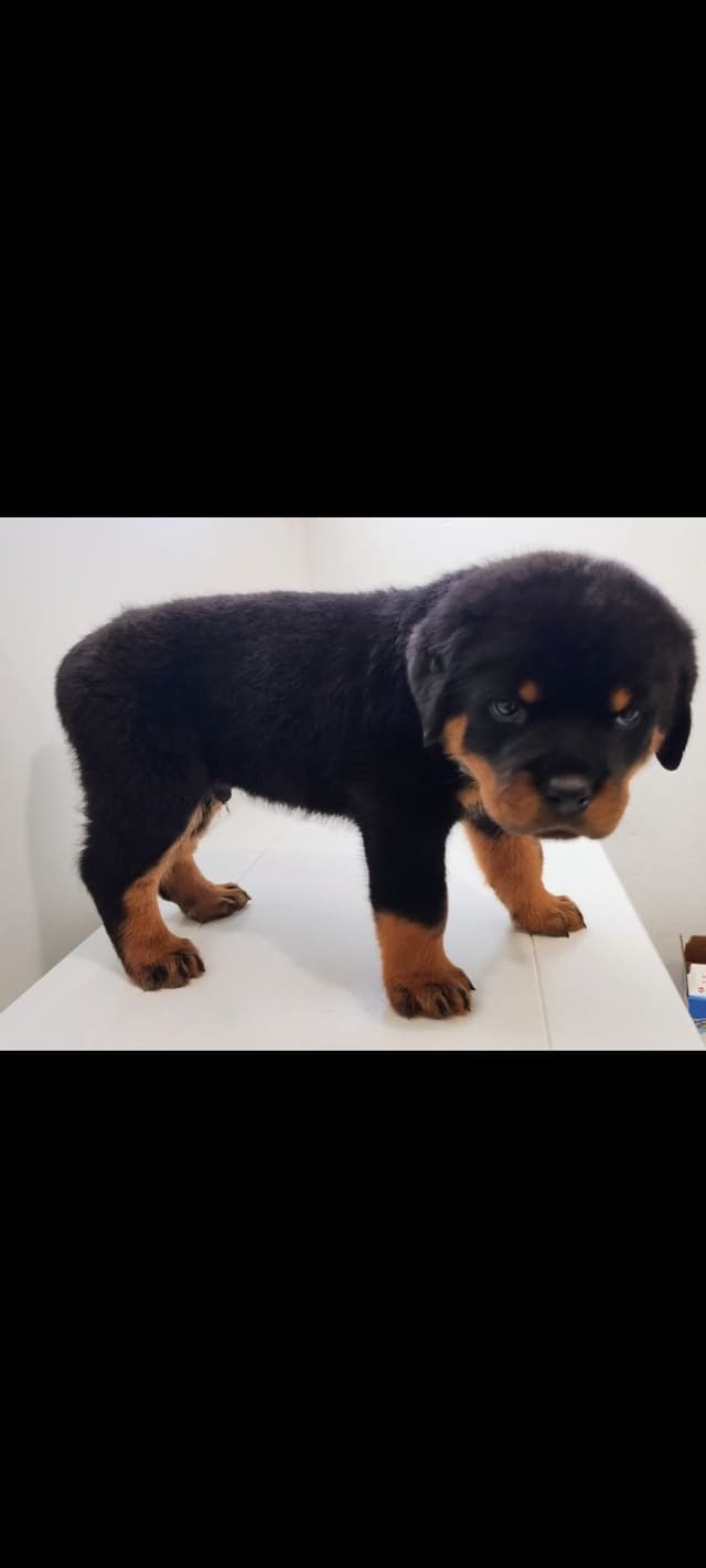 AKC Rottweiler Puppies media 5