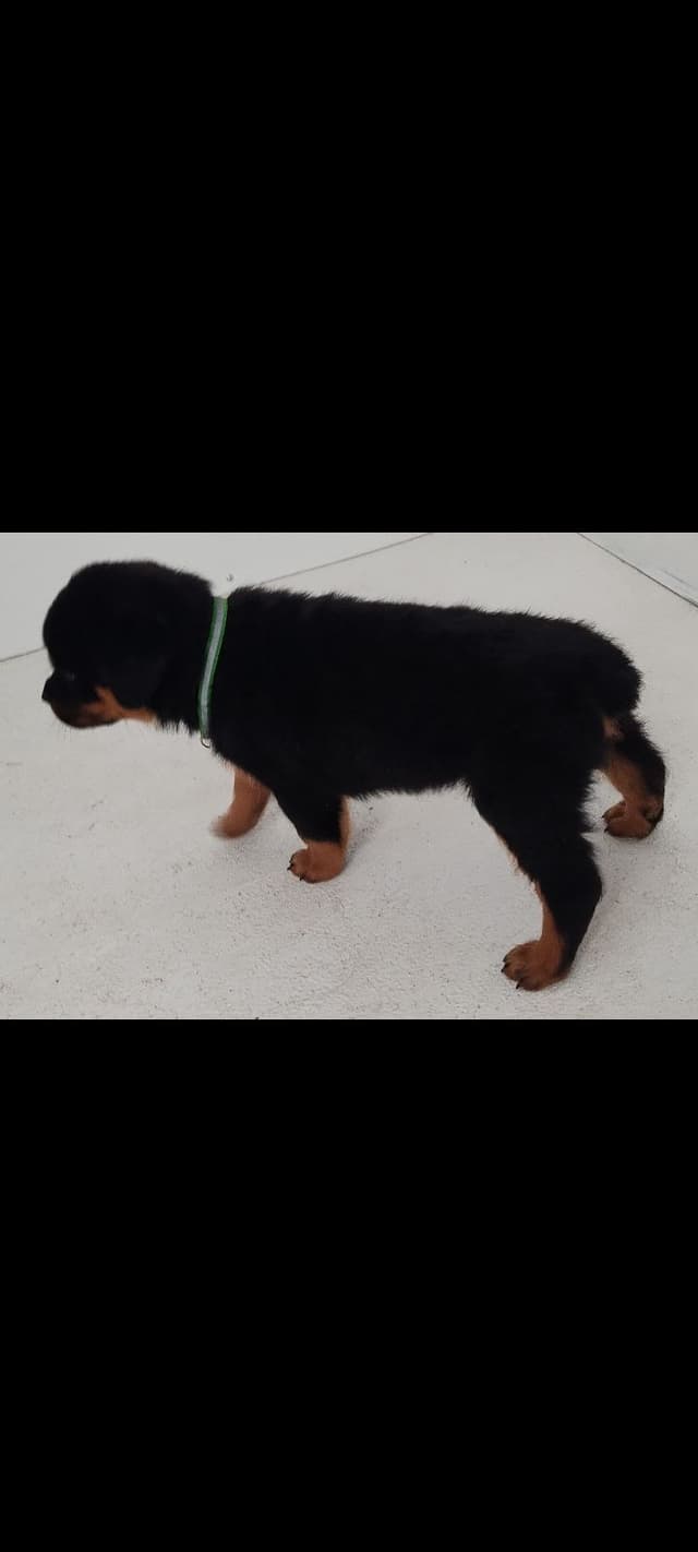 AKC Rottweiler Puppies media 6