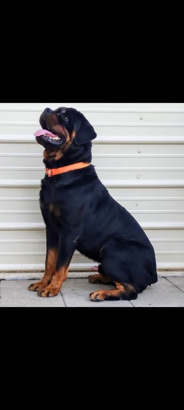 AKC Rottweiler Puppies media 7