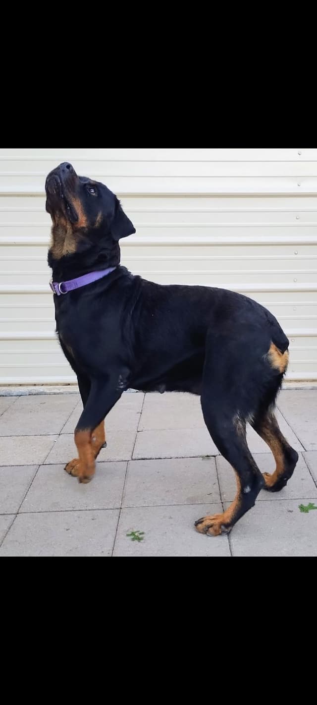 AKC Rottweiler Puppies media 13