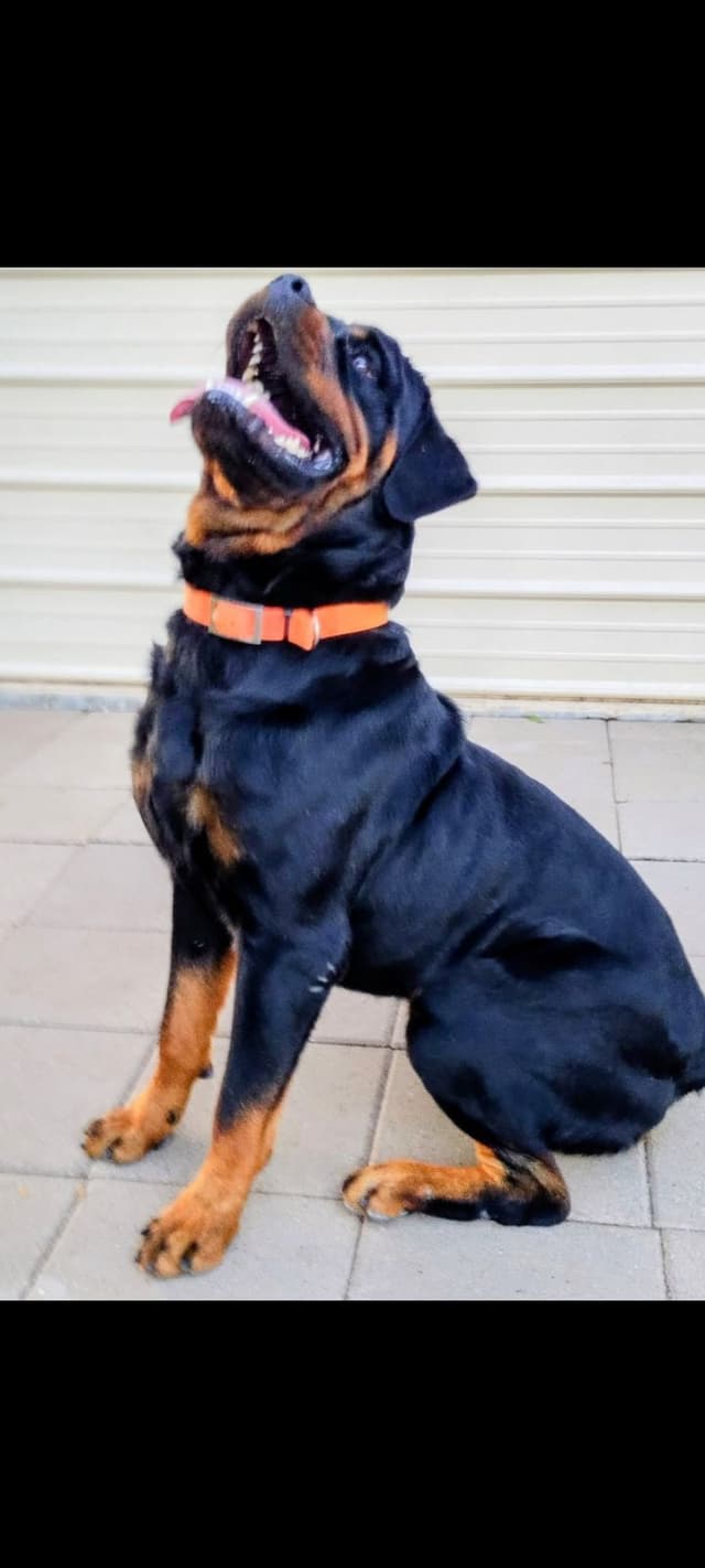 AKC Rottweiler Puppies media 9