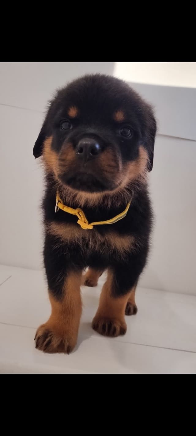AKC Rottweiler Puppies media 10