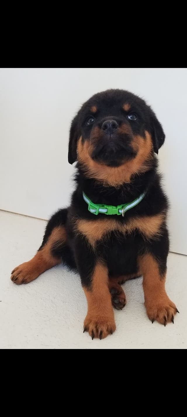 AKC Rottweiler Puppies media 11