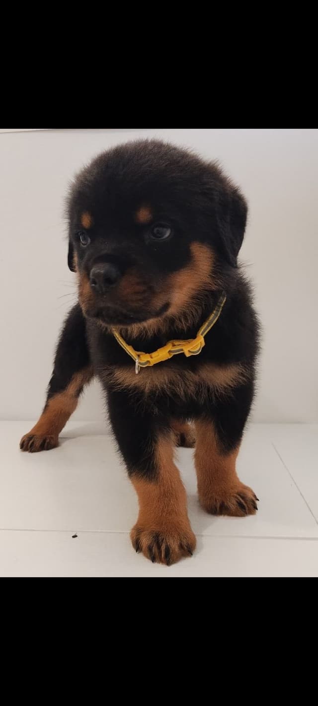 AKC Rottweiler Puppies media 14