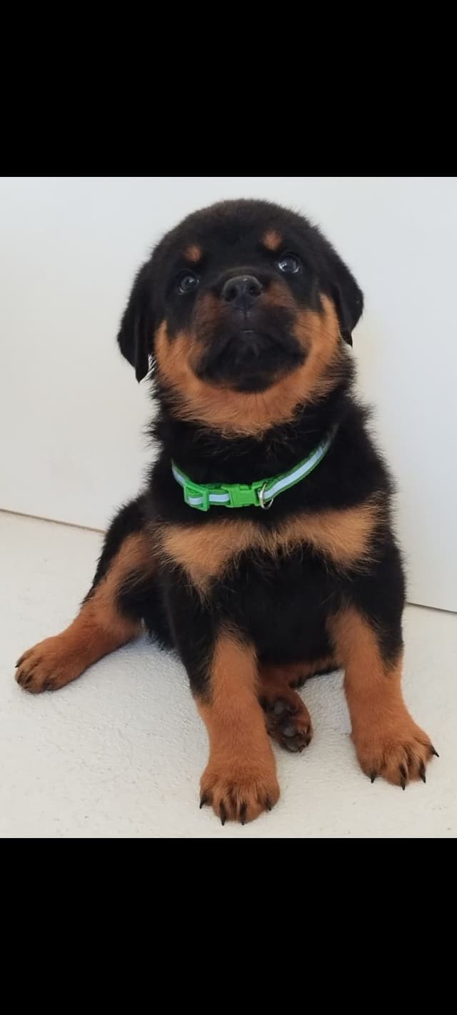 AKC Rottweiler Puppies media 2