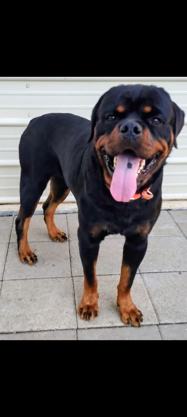 AKC Rottweiler Puppies media 15