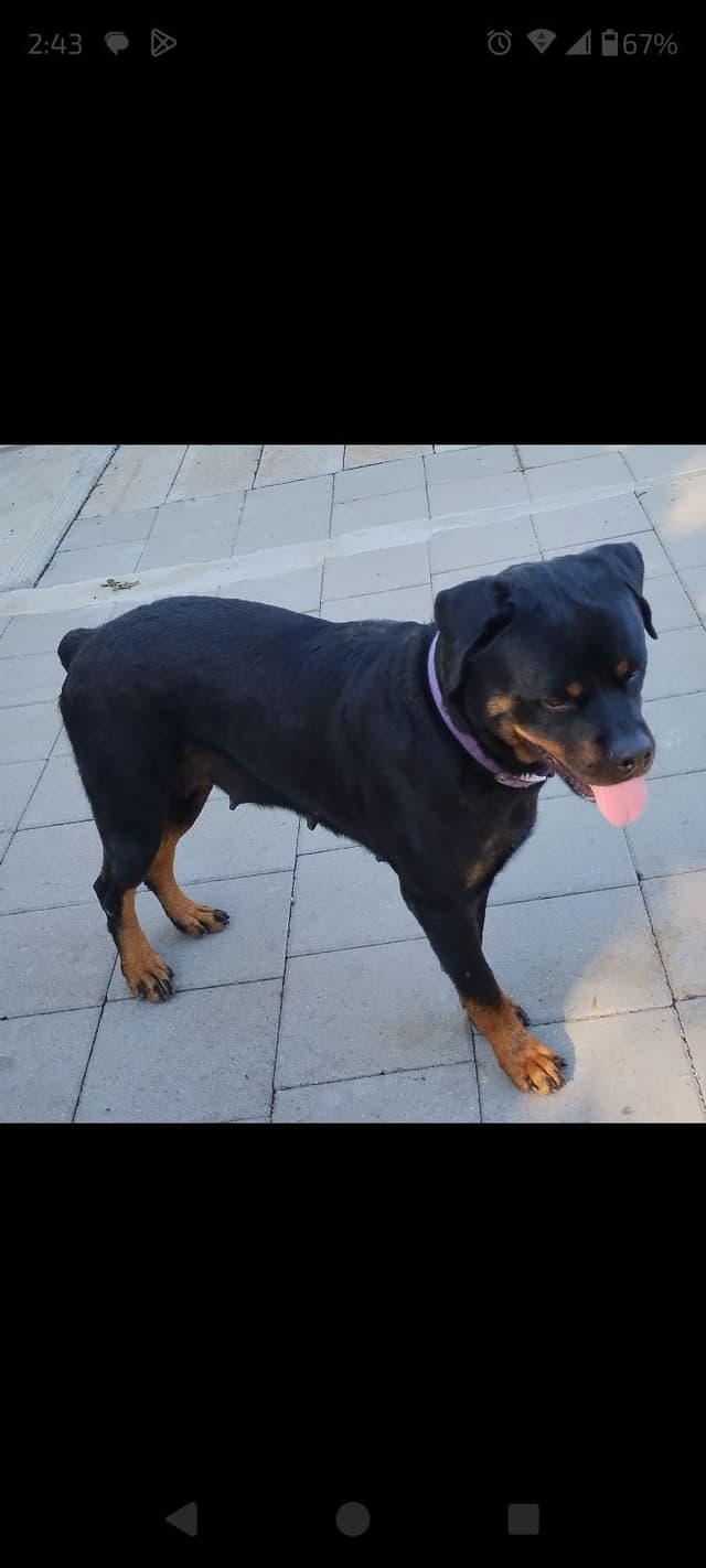 AKC Rottweiler Puppies media 16