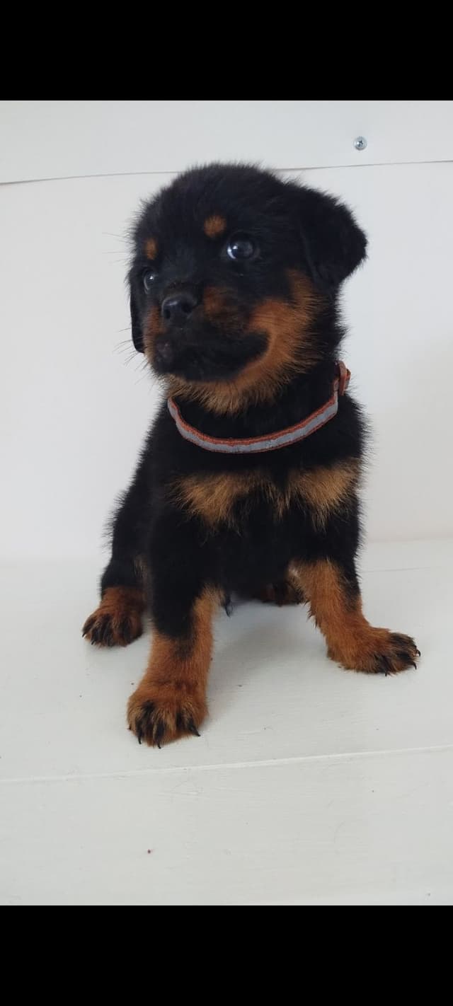 AKC Rottweiler Pups media 2