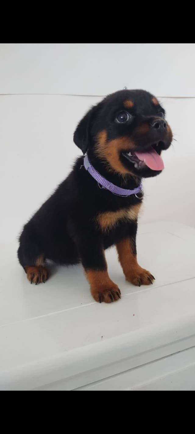 AKC Rottweiler Pups media 6