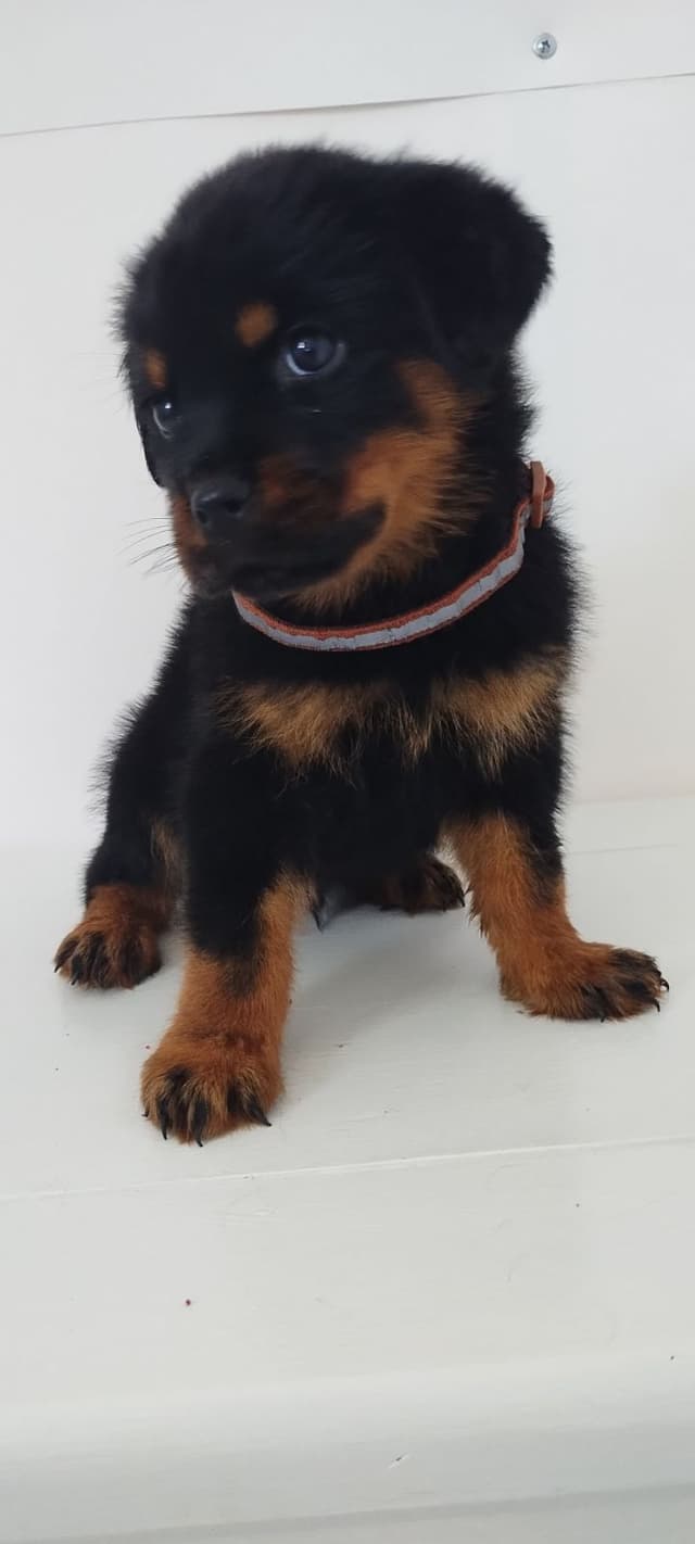 AKC Rottweiler Pups media 5