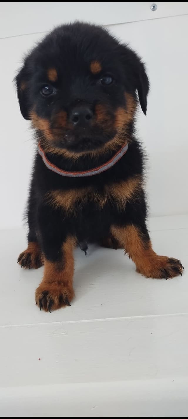 AKC Rottweiler Pups media 10