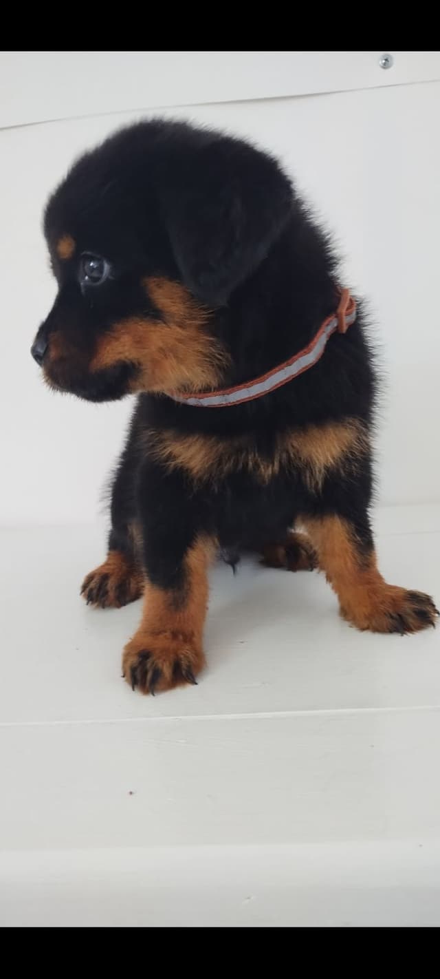 AKC Rottweiler Pups media 8